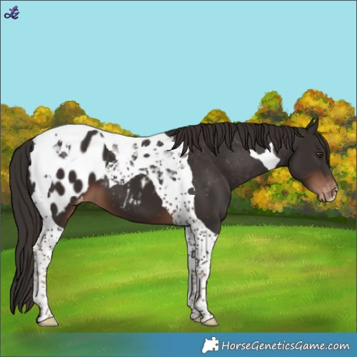 Horse Color:Liver Chestnut Tobiano Appaloosa 