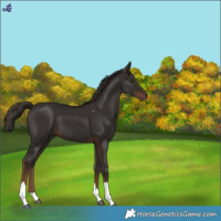 Horse Color:Liver Chestnut Tobiano 