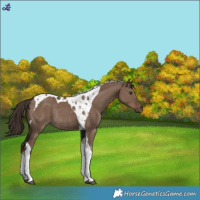 Horse Color:Liver Red Dun Tobiano Rabicano 