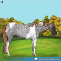 Horse Color:Liver Red Roan Tobiano Rabicano 