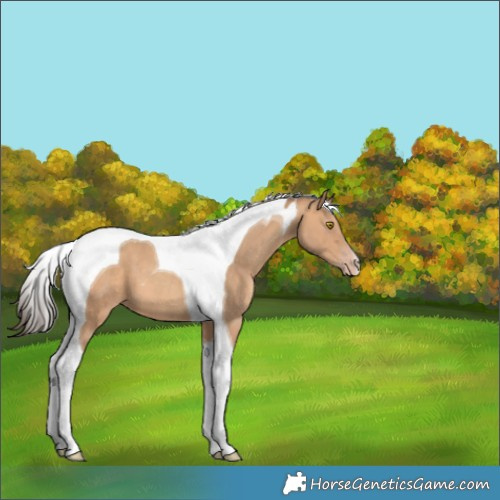 Horse Color:Amber Champagne Tobiano 