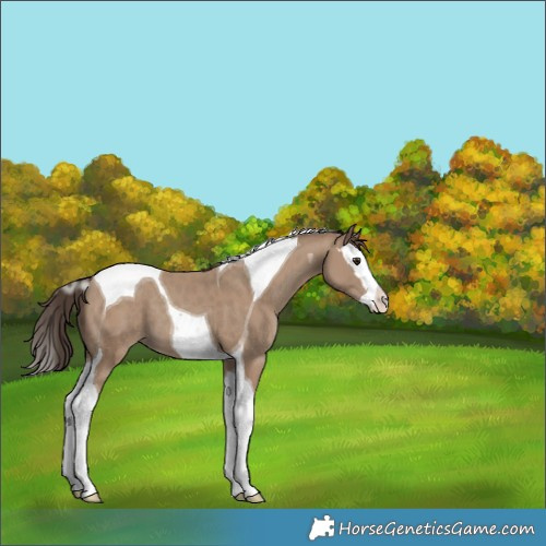 Horse Color:Classic Champagne Splash Tobiano 