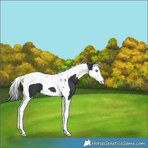 Horse Color:Black Sabino Splash Tobiano 