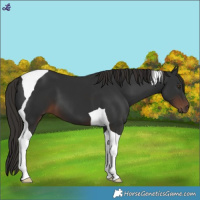 Horse Color:Liver Chestnut Tobiano
