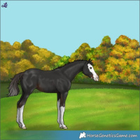 Horse Color:Liver Chestnut Sabino Splash 