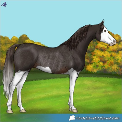 Horse Color:Liver Chestnut Splash Rabicano 