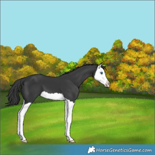 Horse Color:Black Splash 