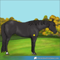 Horse Color:Smoky Black 