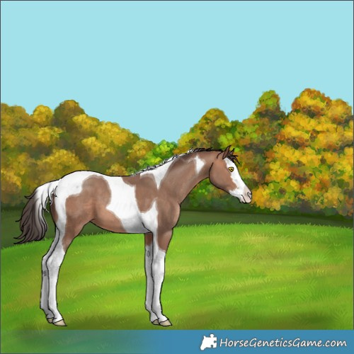 Horse Color:Sable Champagne Splash Tobiano 