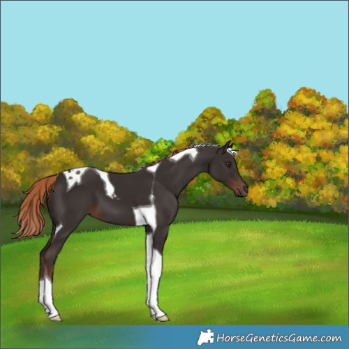 Horse Color:Liver Chestnut Tobiano 