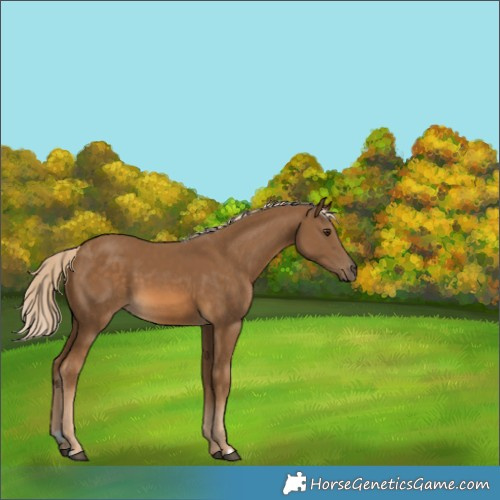 Horse Color:Chocolate Palomino 