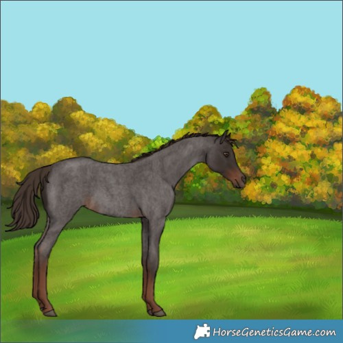 Horse Color:Liver Red Roan 