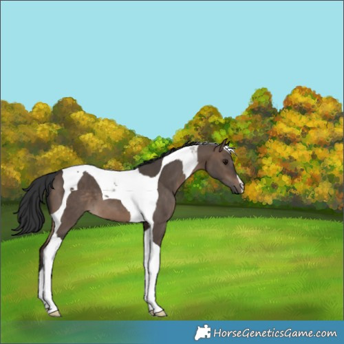 Horse Color:Brown Dun Tobiano 