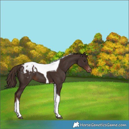 Horse Color:Liver Chestnut Tobiano Appaloosa 