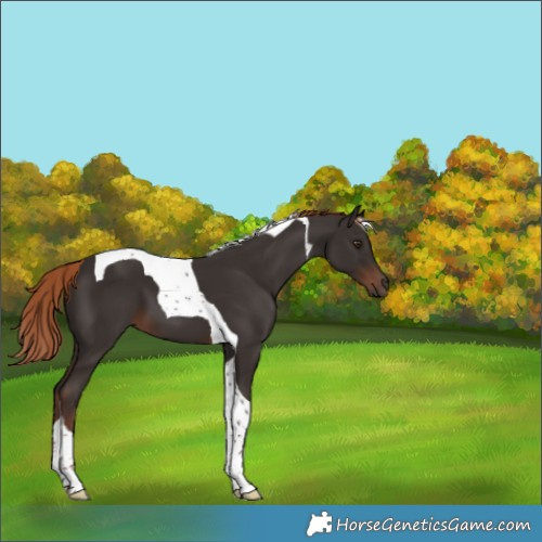 Horse Color:Liver Chestnut Tobiano 