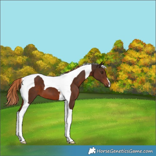 Horse Color:Liver Chestnut Tobiano 