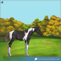Horse Color:Liver Chestnut Tobiano 