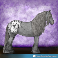 Horse Color:Black Appaloosa 