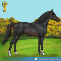 Horse Color:Brown 