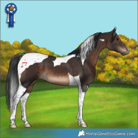 Horse Color:Brown Tobiano 