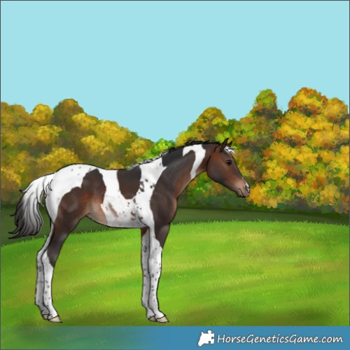 Horse Color:Brown Tobiano 