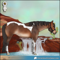 Horse Color:Bay Tobiano Rabicano 