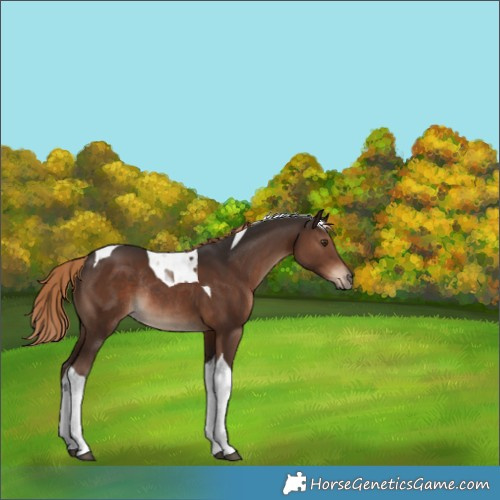 Horse Color:Liver Chestnut Tobiano Rabicano 