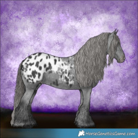 Horse Color:Black Appaloosa Rabicano
