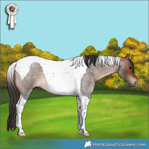 Horse Color:Bay Roan Tobiano 
