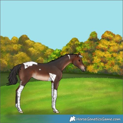 Horse Color:Brown Tobiano 
