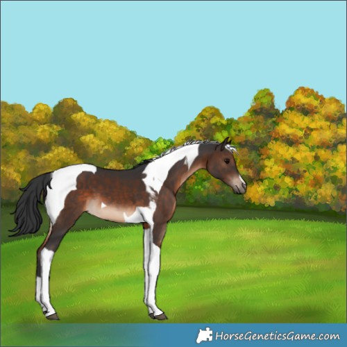 Horse Color:Brown Tobiano 