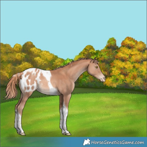 Horse Color:Gold Champagne Tobiano Appaloosa 