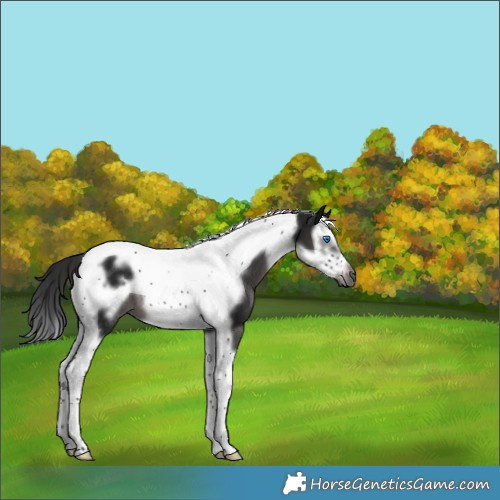 Horse Color:Gray Black Splash Tobiano Frame Rabicano 