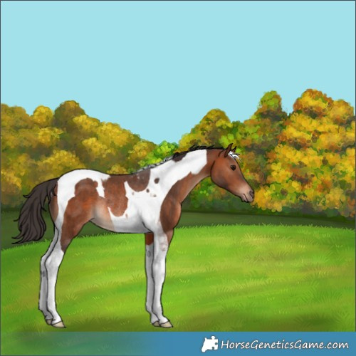 Horse Color:Bay Tobiano Rabicano 