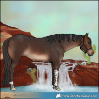Horse Color:Brown Tobiano 