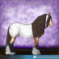 Horse Color:Bay Tobiano Appaloosa 