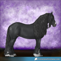 Horse Color:Black Appaloosa