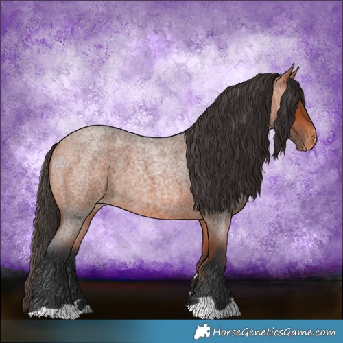 Horse Color:Bay Roan Appaloosa 
