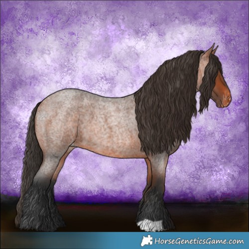 Horse Color:Bay Roan Appaloosa