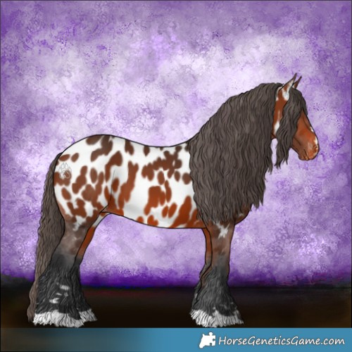 Horse Color:Bay Appaloosa 