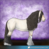 Horse Color:Buckskin Roan Dun Tobiano 