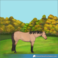 Horse Color:Bay Dun 