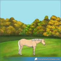 Horse Color:Palomino 