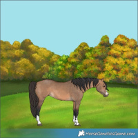 Horse Color:Bay Dun 