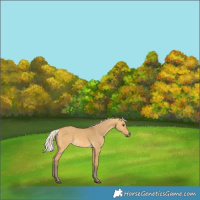 Horse Color:Silver Buckskin Dun 