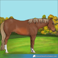 Horse Color:Chestnut 