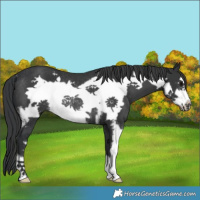 Horse Color:Black Sabino Frame Rabicano 
