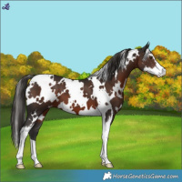 Horse Color:White Spotted Liver Chestnut Sabino Appaloosa 