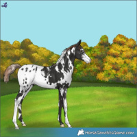 Horse Color:White Spotted Liver Chestnut Sabino Appaloosa 