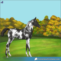 Horse Color:White Spotted Liver Chestnut Blanket 